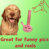 My Name is Harmony Bong, Funny Squeaky Weed Dog Toy, Cute Stuffed Parody Pot Bong, Cool Plush 420 Novelty Gift for Pets, Sized for Puppies & Small, M)