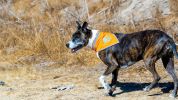 Orange Dog Bandana L Size Hi Visibility Reflective Blaze Orange Bandana for Large Pets Safety Accessories for Walking Camping and Off Leash Explorati)