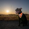 Orange Dog Bandana M Size Hi Visibility Reflective Blaze Orange Bandana for Medium Small Pets Safety Accessories for Walking Camping and Off Leash Ex)