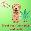 My Name is MJ, Cute Stuffed Parody Marijuana Leaf Dog Toy, Funny Squeaky Weed Toy, Cool Plush Novelty 420 Gift for Puppies & Small, Medium & Large Br)