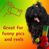 My Name is Bo da Bong, Funny Squeaky Weed Dog Toy, Cute Stuffed Parody Rasta Pot Bong, Cool Plush 420 Novelty Gift for Puppies & Small, Medium & Larg)